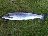 2011-05-14_Ernis_Salmon_8pound5