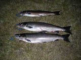 DanCarragh_Fish